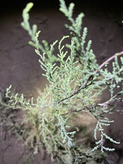 Tamarix chinensis