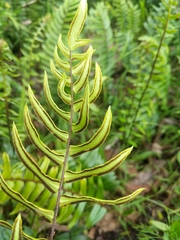 Pteridaceae