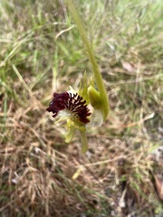 Caladenia atrovespa