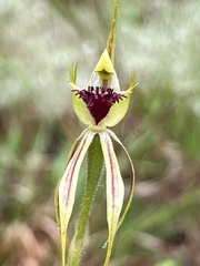Caladenia atrovespa