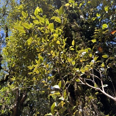 Pterophylla racemosa