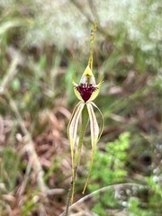 Caladenia atrovespa