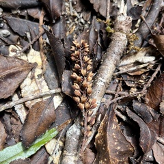 Pterophylla racemosa