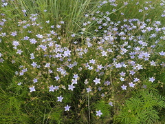 Wahlenbergia krebsii