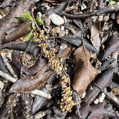 Pterophylla racemosa