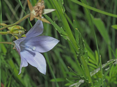 Wahlenbergia krebsii