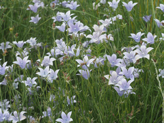 Wahlenbergia krebsii