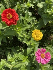 Zinnia