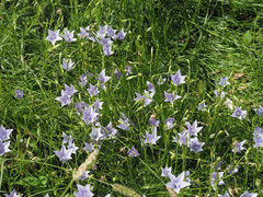 Wahlenbergia krebsii