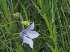 Wahlenbergia krebsii