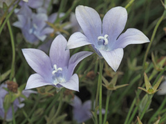 Wahlenbergia krebsii