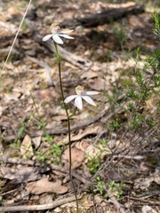 Caladenia moschata
