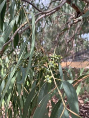 Eucalyptus cephalocarpa