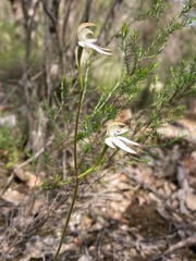 Caladenia moschata