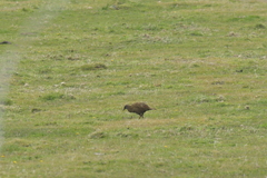 Gallirallus australis hectori