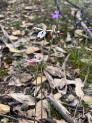 Caladenia moschata