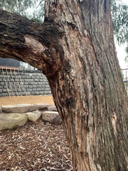 Eucalyptus cephalocarpa