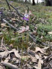 Caladenia moschata