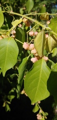 Euonymus europaeus