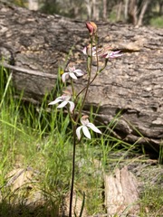 Caladenia moschata