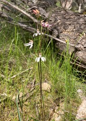 Caladenia moschata
