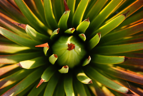 hedgehog agave (Echinoagave stricta)