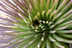 Agave stricta