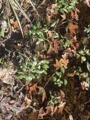 Ludwigia peploides glabrescens