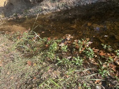 Ludwigia peploides glabrescens