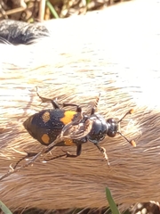 Nicrophorus orbicollis