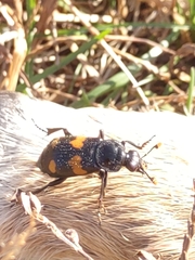 Nicrophorus orbicollis