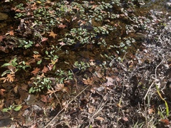 Ludwigia peploides glabrescens