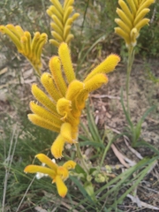 Anigozanthos humilis
