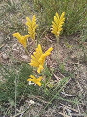 Anigozanthos humilis