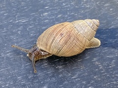 Bothriembryon brazieri