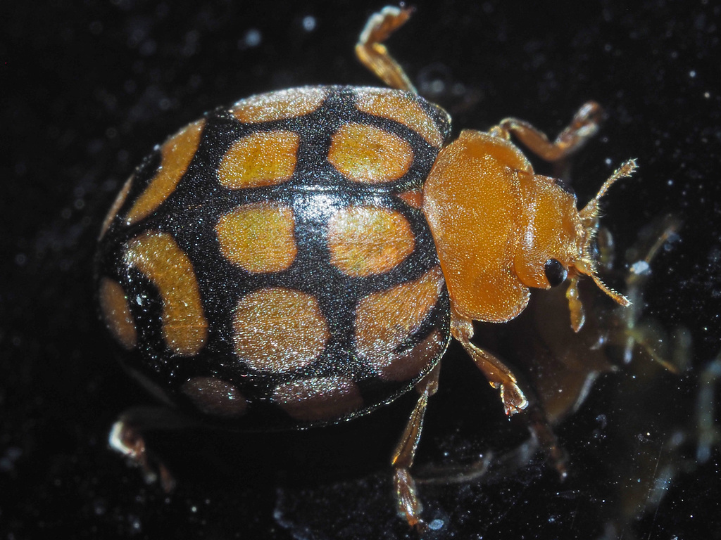 Potato Lady Beetle