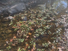 Ludwigia peploides glabrescens