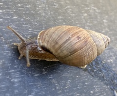 Bothriembryon brazieri