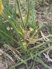 Anigozanthos humilis