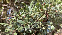 Phyllocladus alpinus