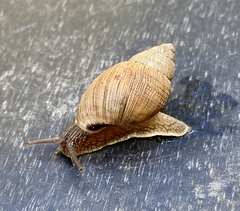 Bothriembryon brazieri