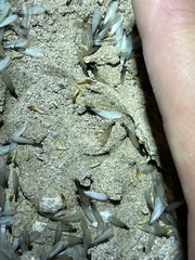 Gnathamitermes
