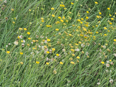 Nidorella podocephala