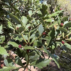 Phyllocladus alpinus