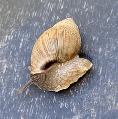 Bothriembryon brazieri