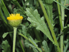Nidorella podocephala