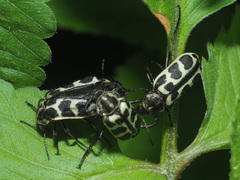 Astylus atromaculatus