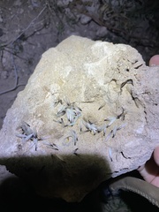 Gnathamitermes