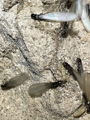 Gnathamitermes
