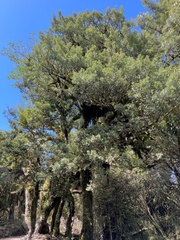 Phyllocladus alpinus